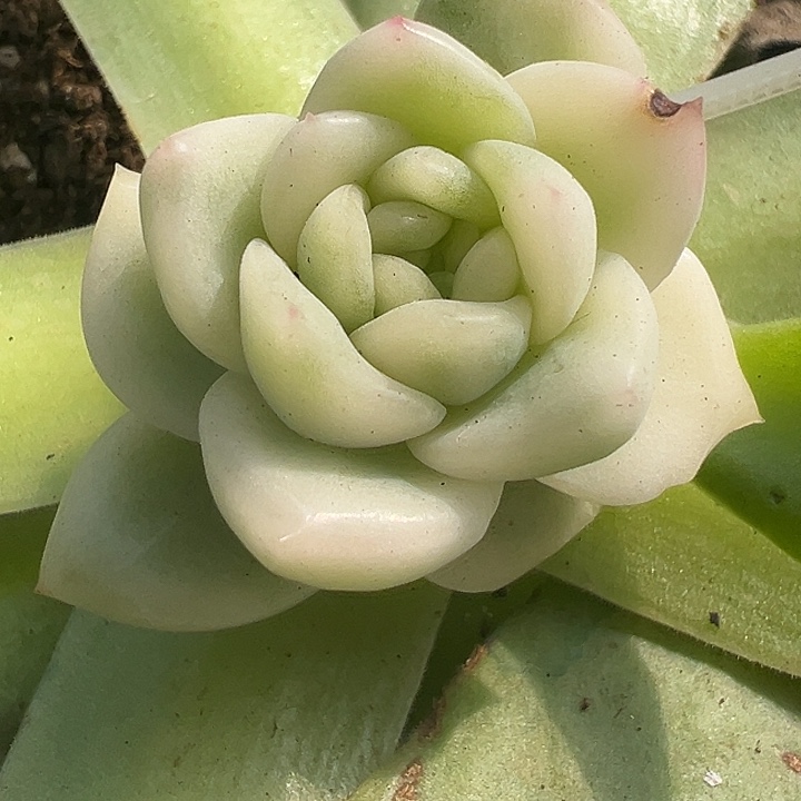 冰月亮超白锦多肉植物