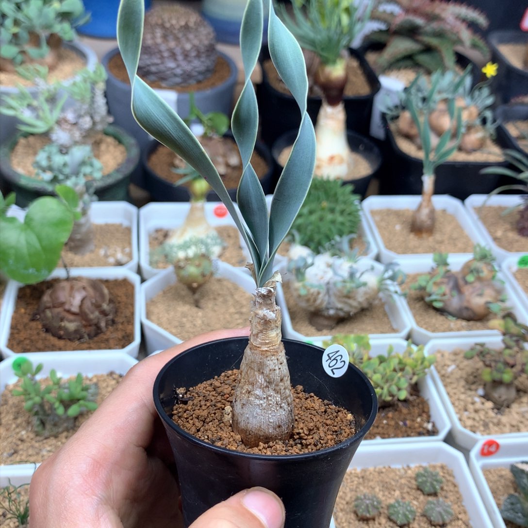 巨凤之卵养定带盆1.8