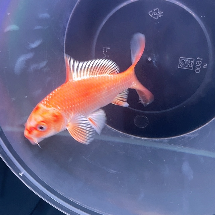 蝴蝶鲤鱼漂**定哈哈哈哈哈哈哈