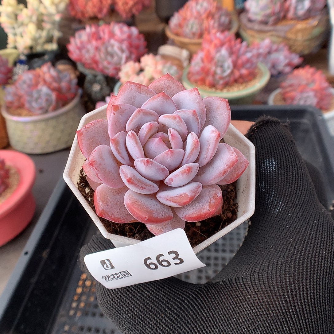 663星星橙多肉植物6666