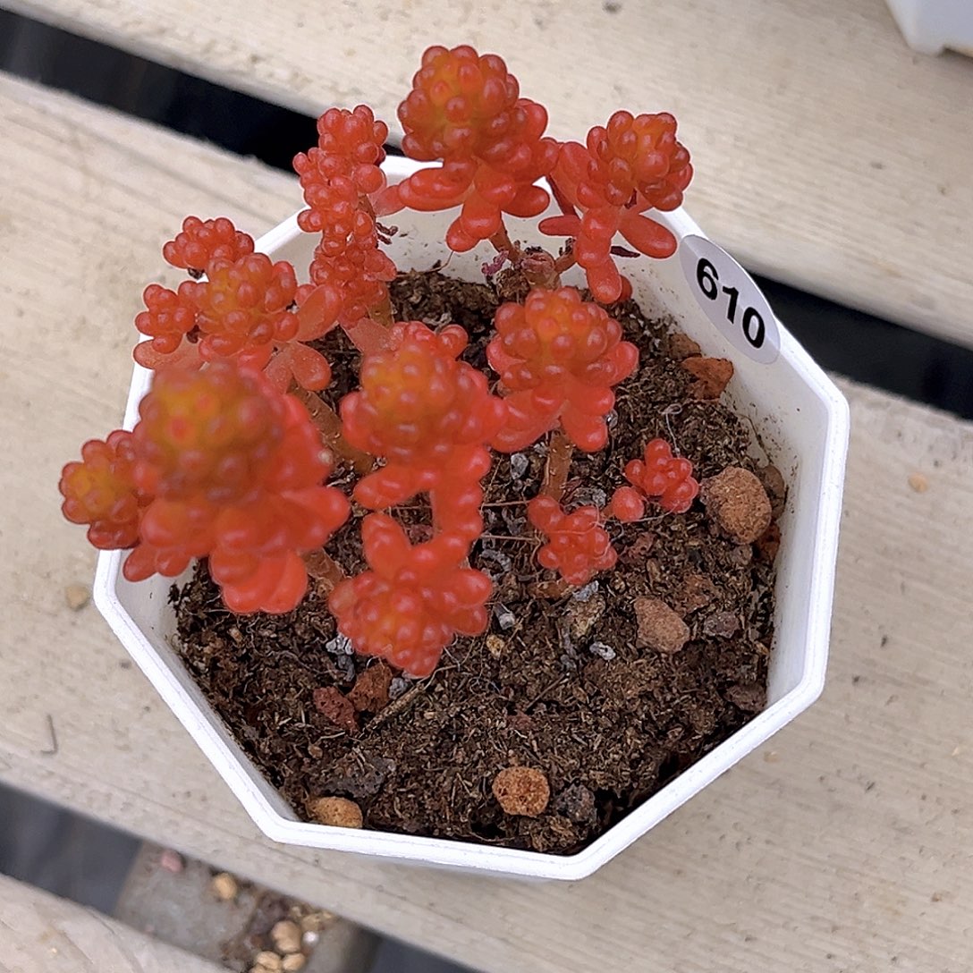 610一物一拍浆果多肉