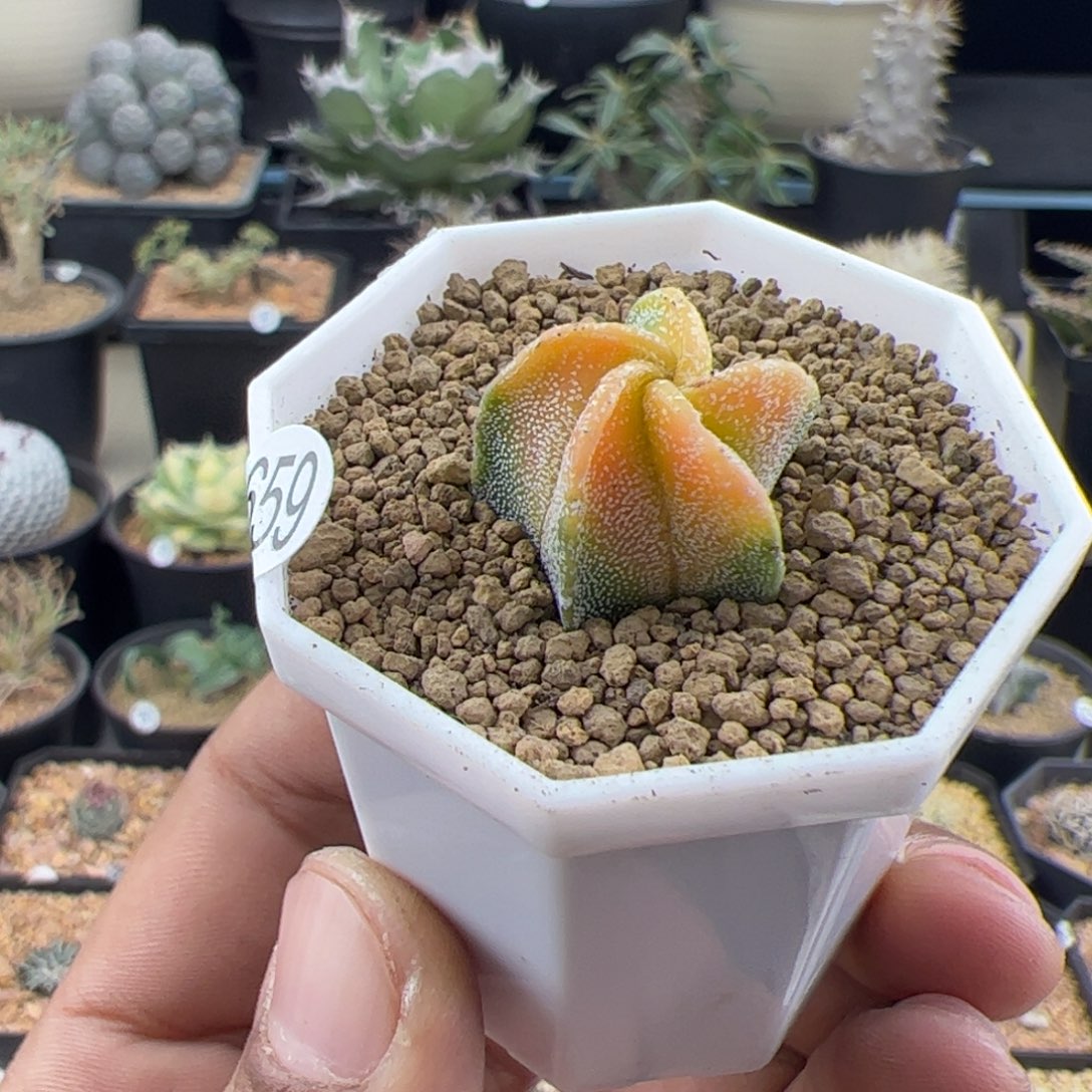 鸾凤玉锦2一物一拍659