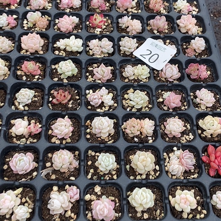 20 多肉植物盆栽花卉