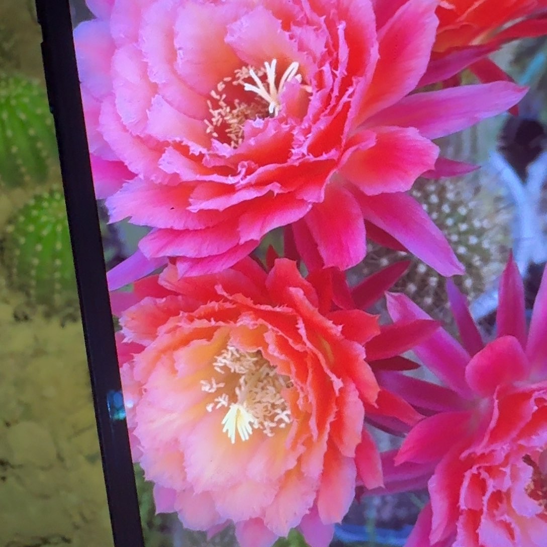 牛牛根冠服7公分毛花柱