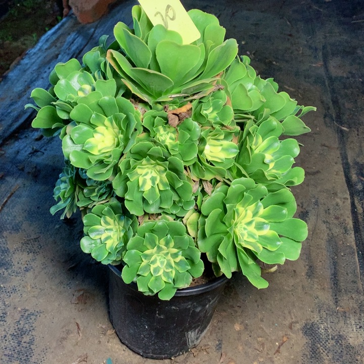 20辛尼亚多肉一物一拍