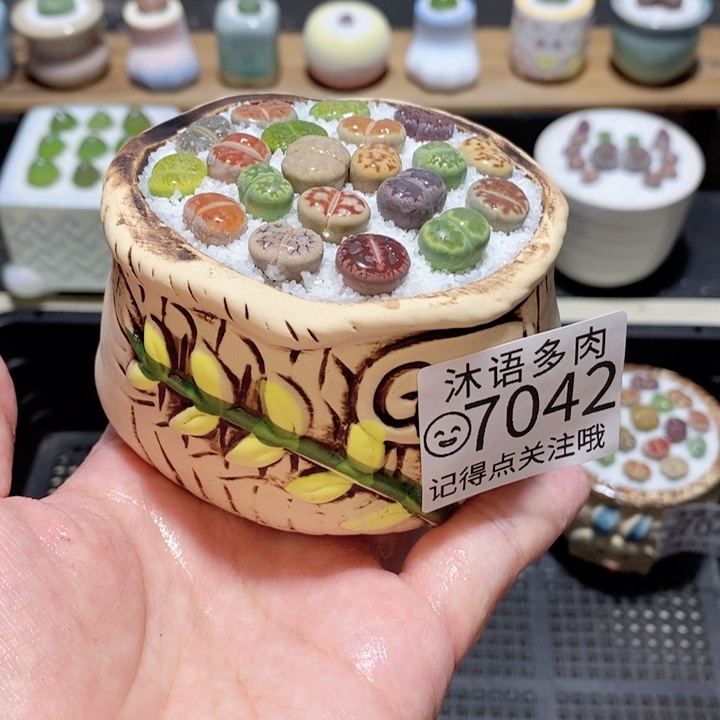 带盆土发货 精美盆栽7042