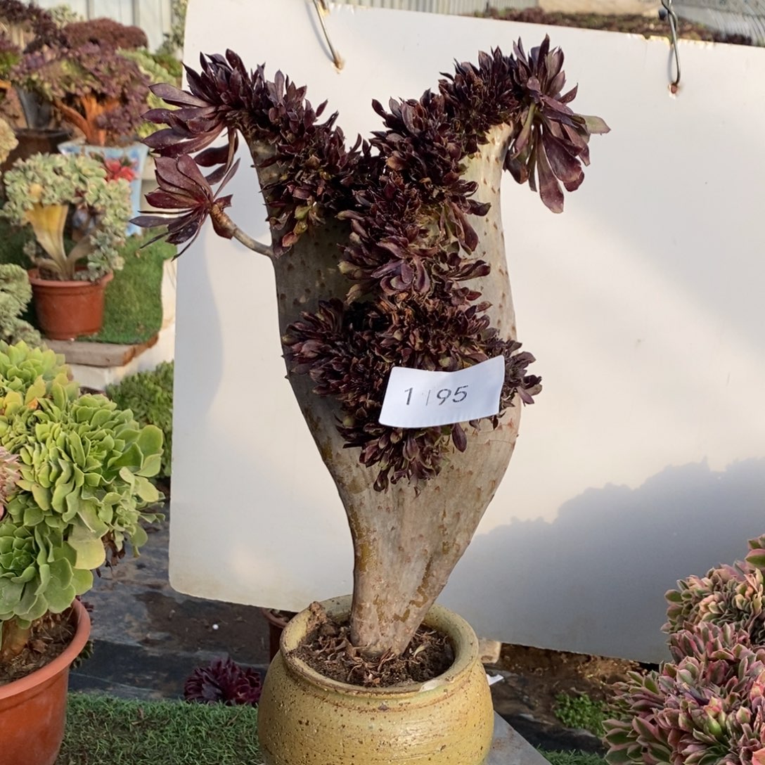 不开花植物1195号黑法师缀化1颗