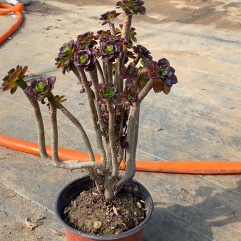 黑豆妖桩5多肉植物法师