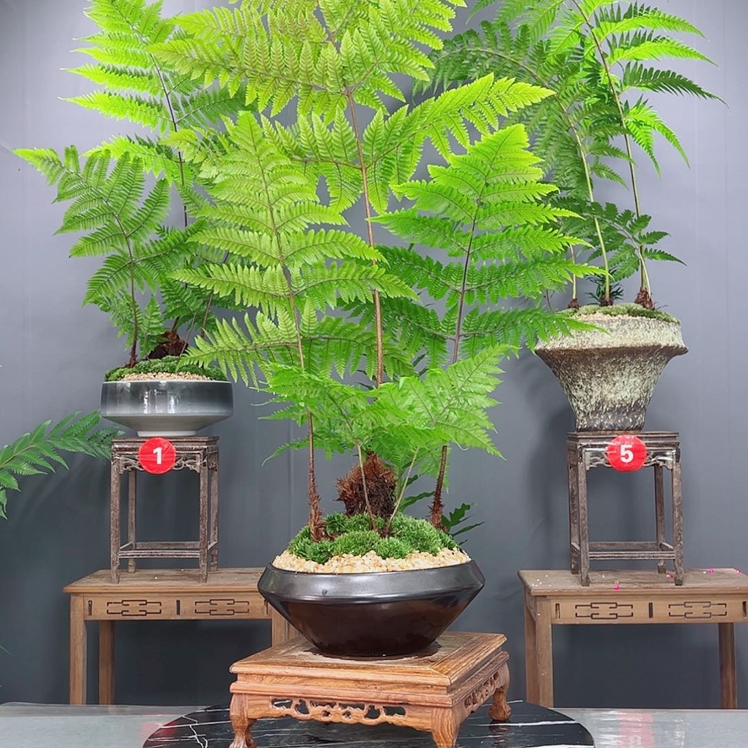 多***乐无花朵蕨类植物等植物形态