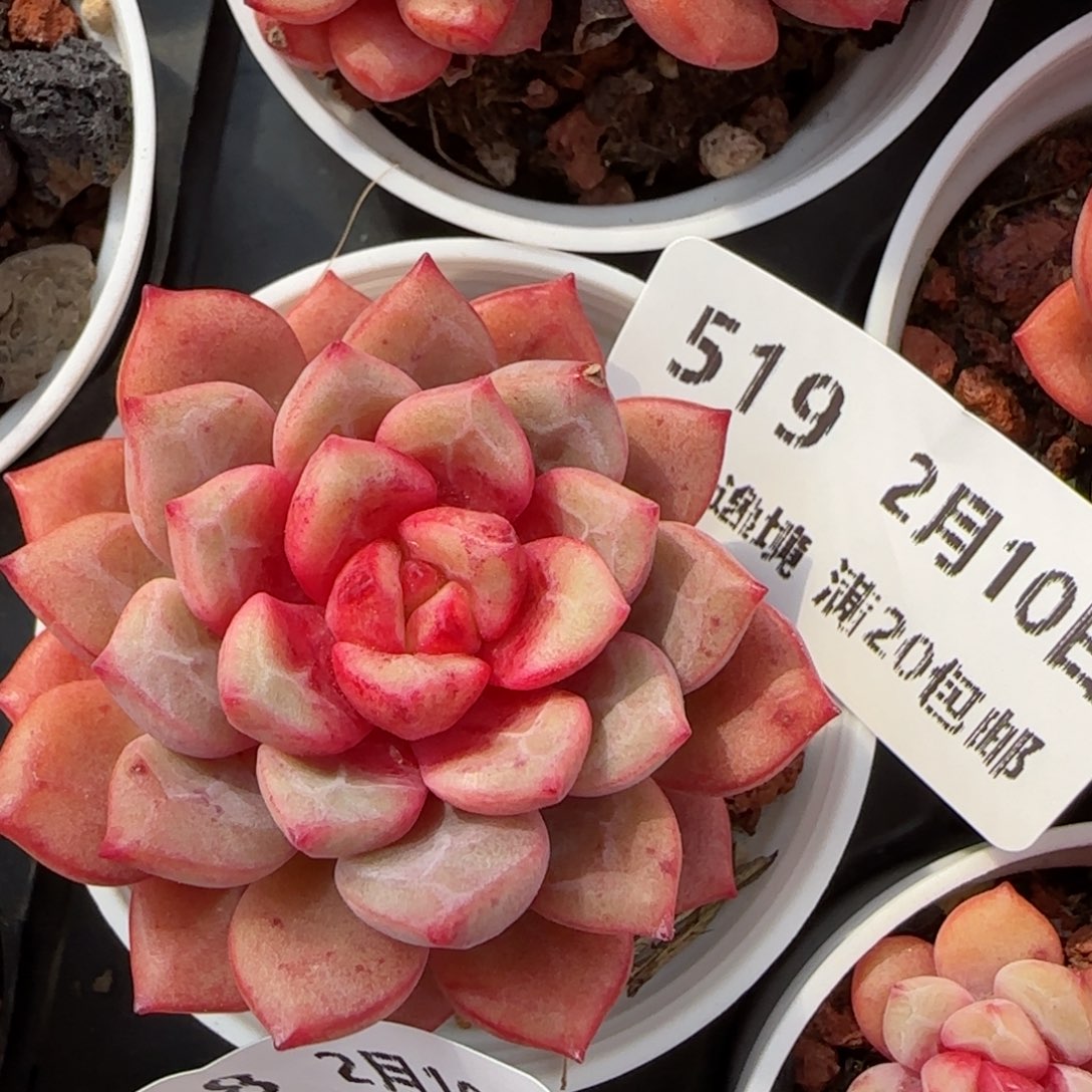 花语逸境0210-519