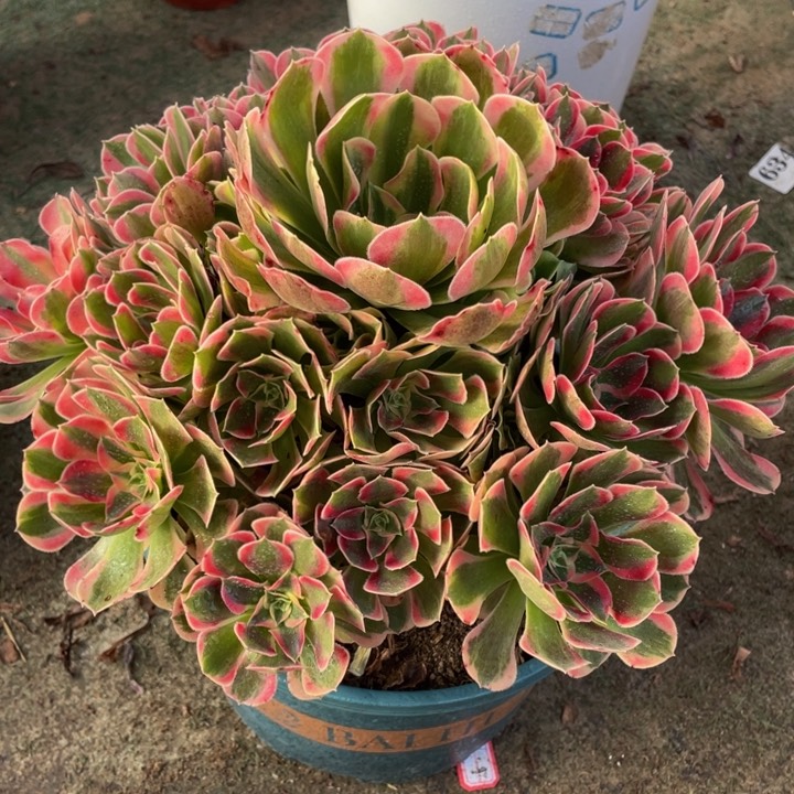 蔡**我741七彩石精品法师多肉