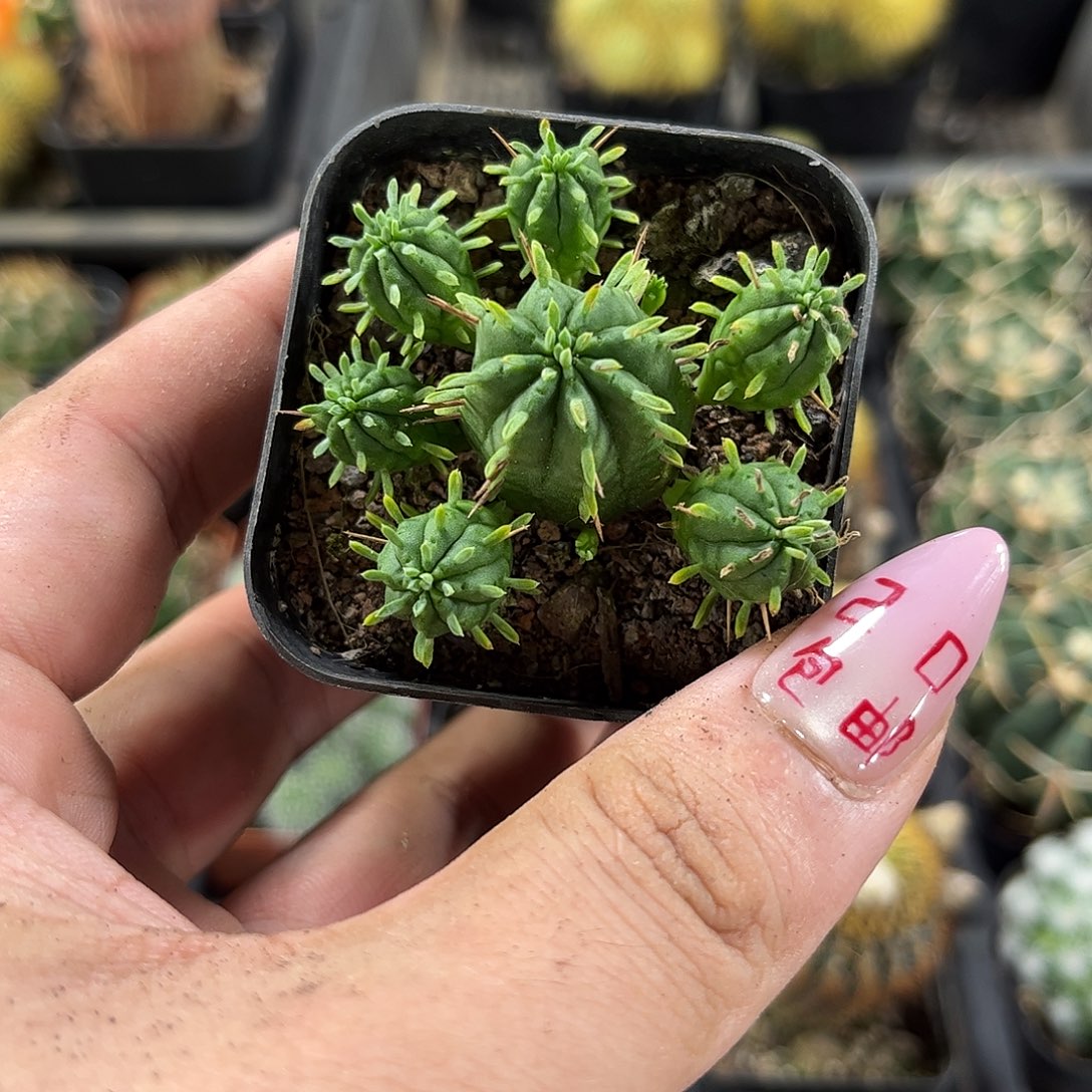 火麒麟单头发货有根