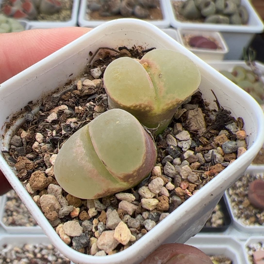 0357号风铃 多肉植物