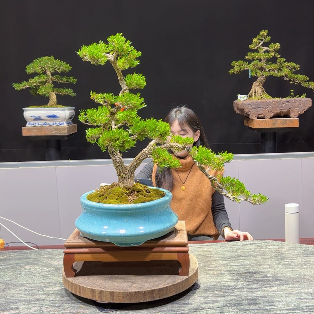 黄杨盆景老桩四季常青