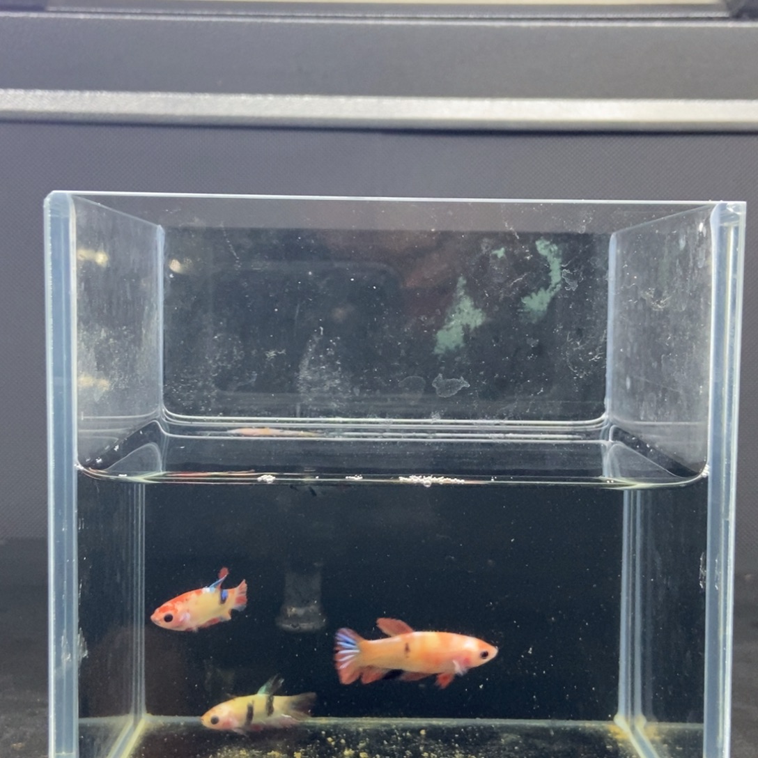 斗鱼包活不包损所见即所得390