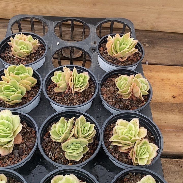 冰玫瑰锦福利多多