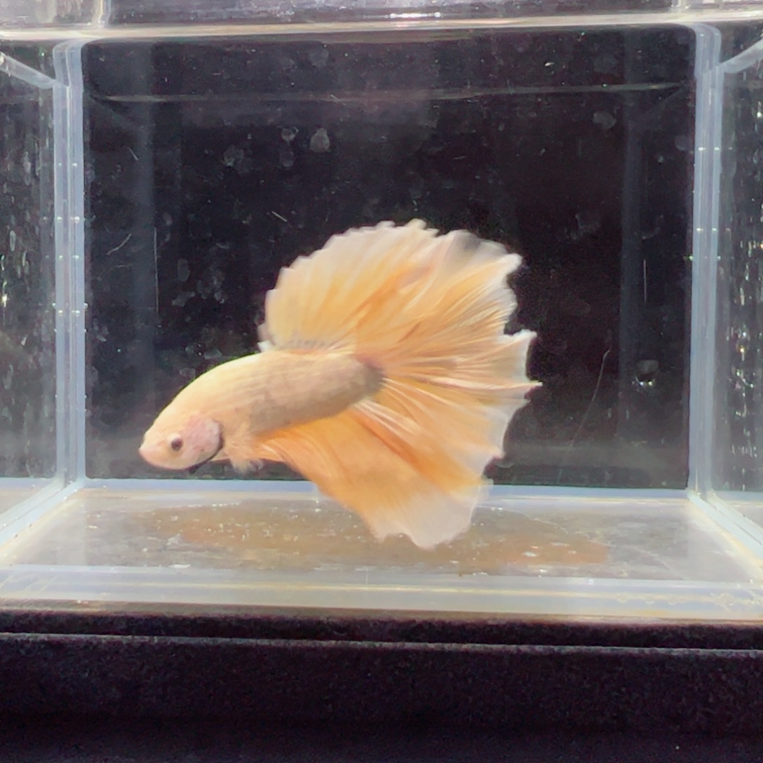 斗鱼浅色特殊尾hhhh
