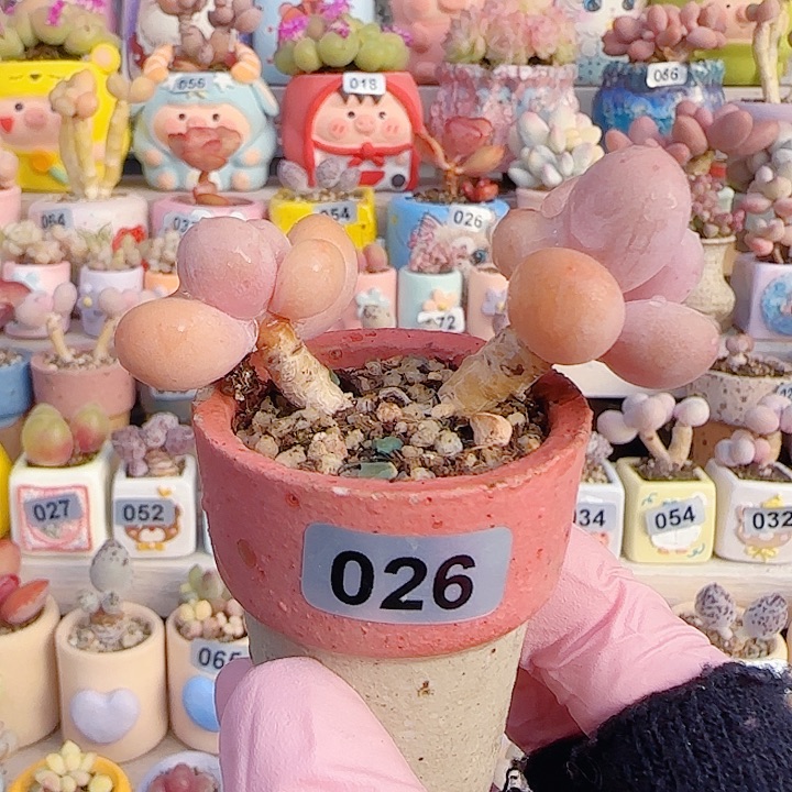 L双头蛋黄奶 盆口3.5cm