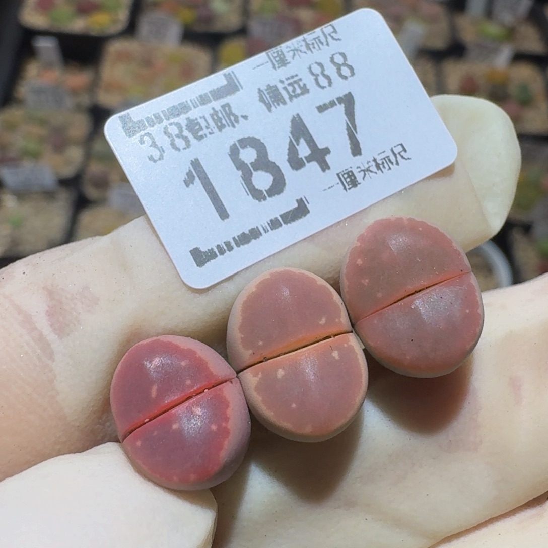 Ssss精品生石花1847