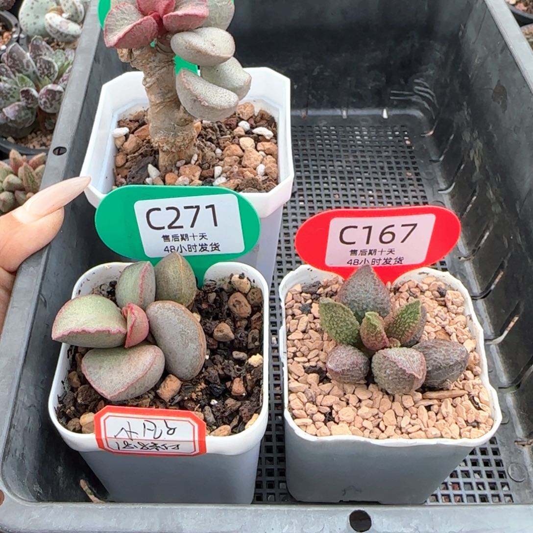 小***子补差价。     271 167 997 