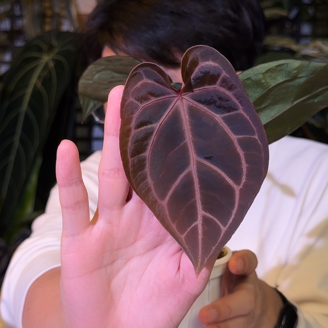 完全开放G159神奇男孩杂树莓