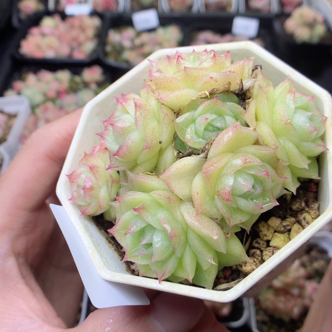 无花朵E70。yyyyyyyy