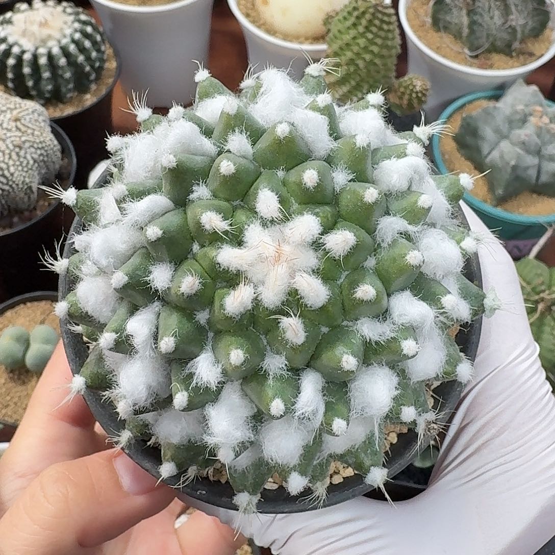 高绒雪糕仙人球123