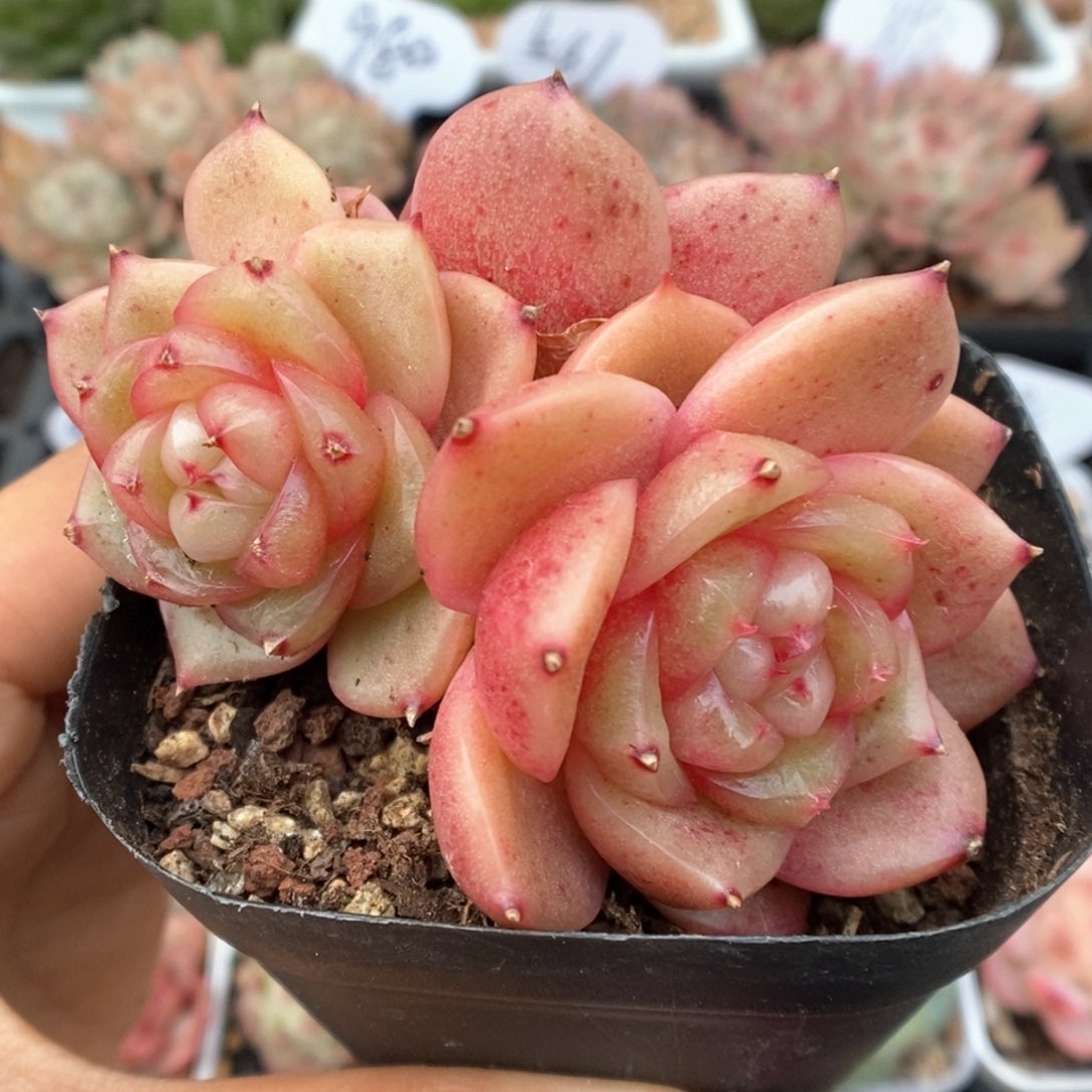 玉芷珍妮可拍群生456号