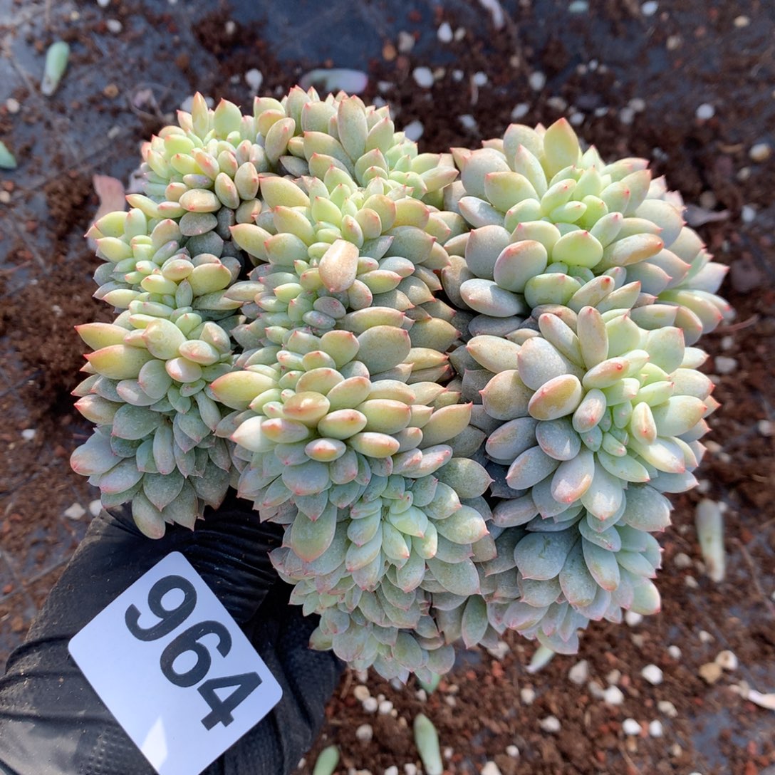 964号 瑕疵不退不换 新疆西藏内蒙古不包邮