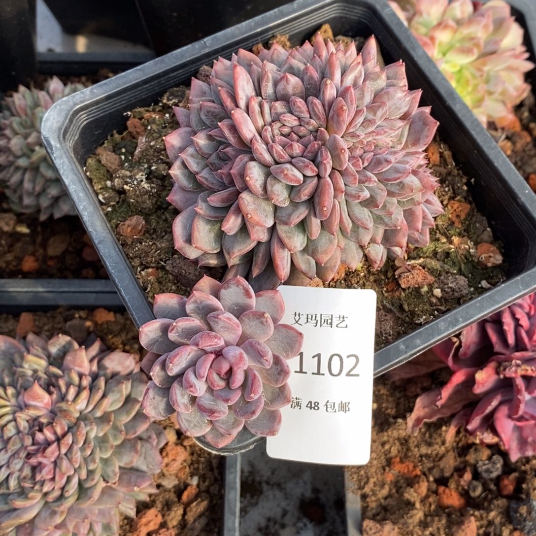 M***a黑曼巴缀化多肉多肉1102