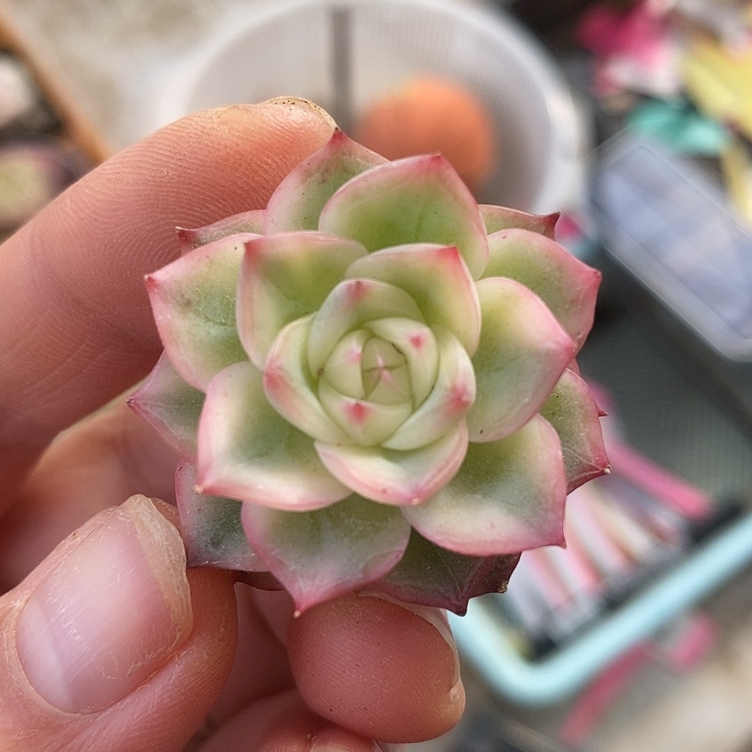 421水晶侧牙哈哈哈哈