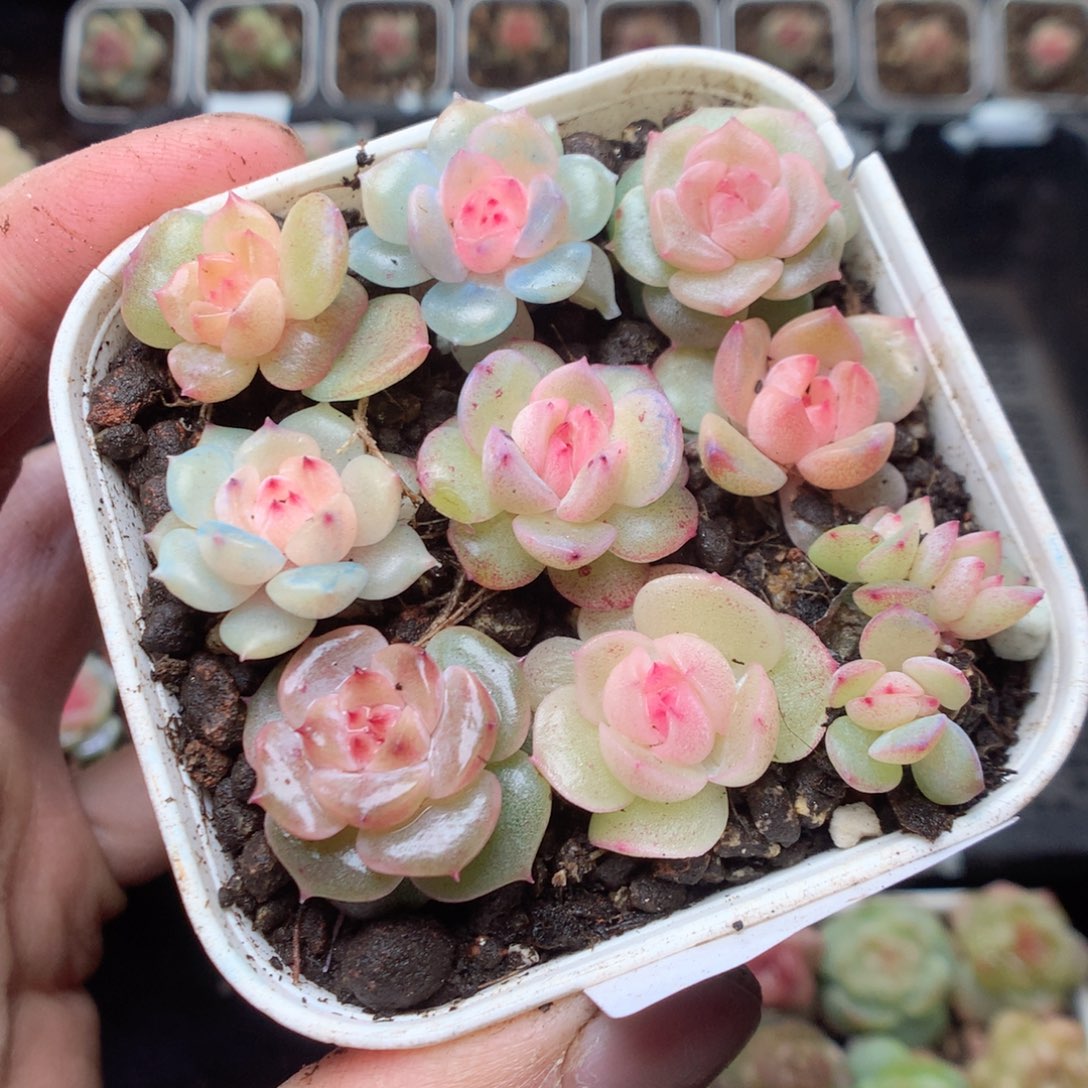 无花朵Q92。yyyuyyyyu