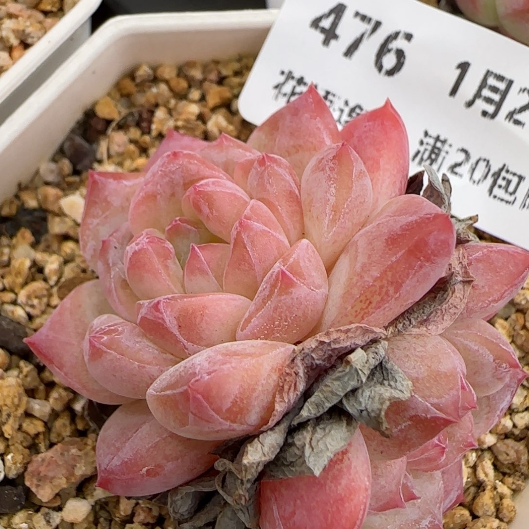 花语逸镜0127-476