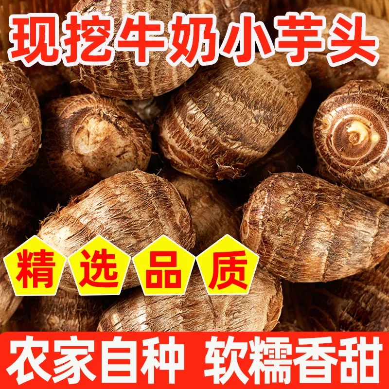 【净重5斤】2025年新鲜牛奶小芋头山东特产新鲜蔬菜可拉丝奶香软糯