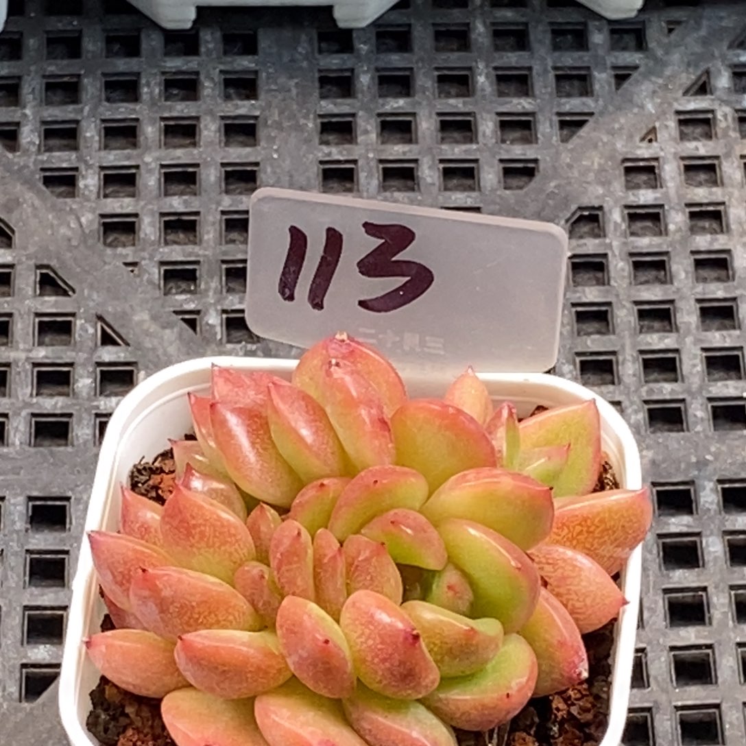 天官赐福百无禁忌