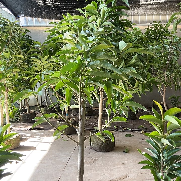 完全开放黄兰花120价位