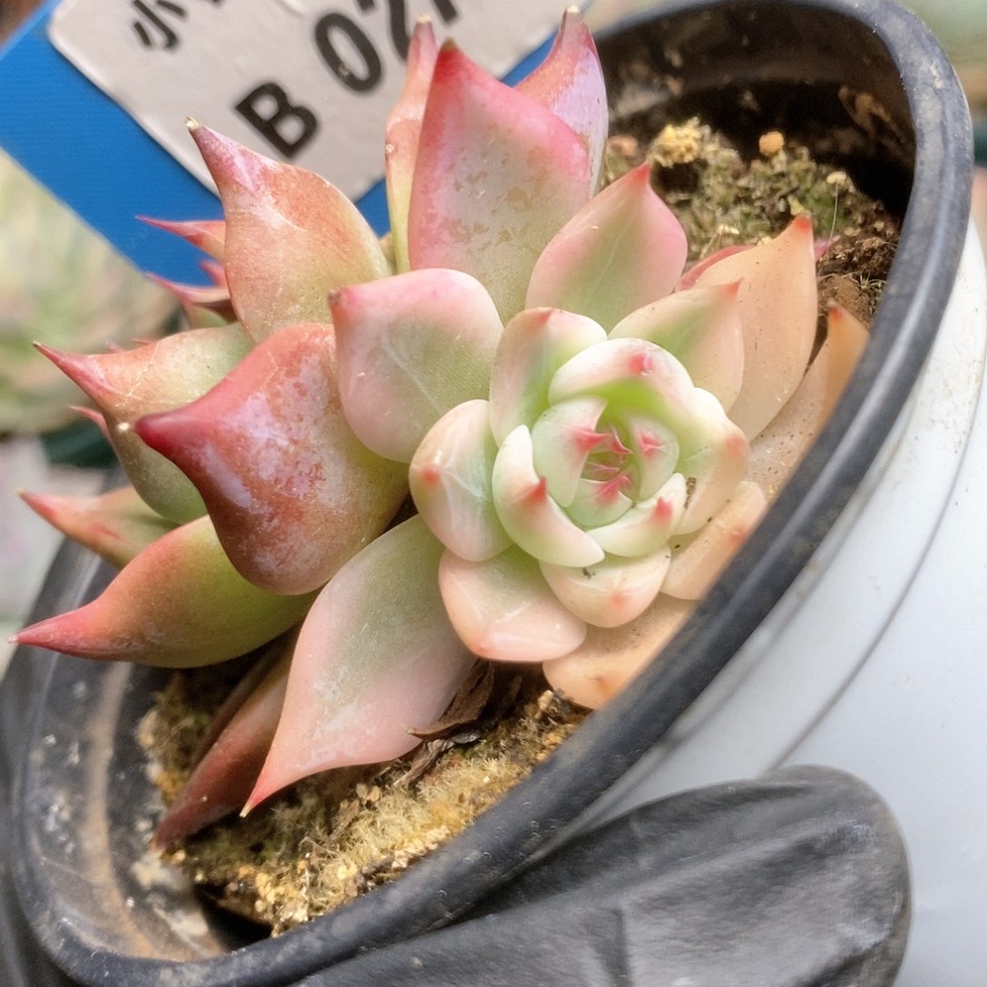 273锦锦锦锦锦锦锦