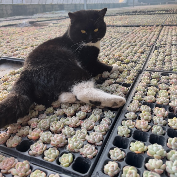 猫咪指压板多肉套装珍妮透心3厘米穴盘随机量拍