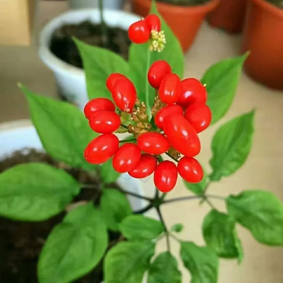 人参当季新种子山人参种植传统药食同源植物