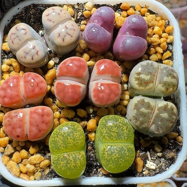 生石花1121112。  85