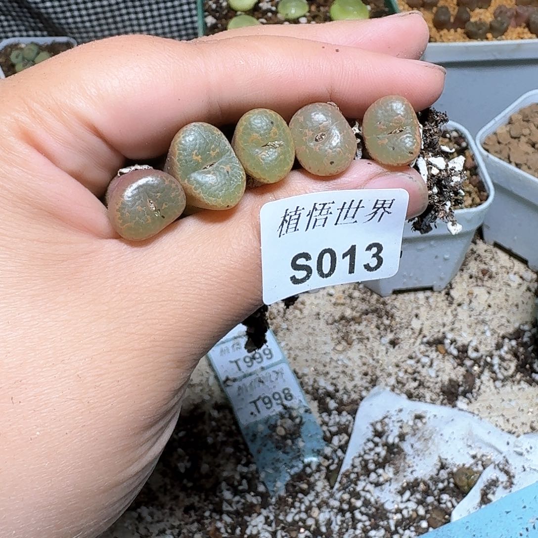 山*013盒多肉植物哇cv