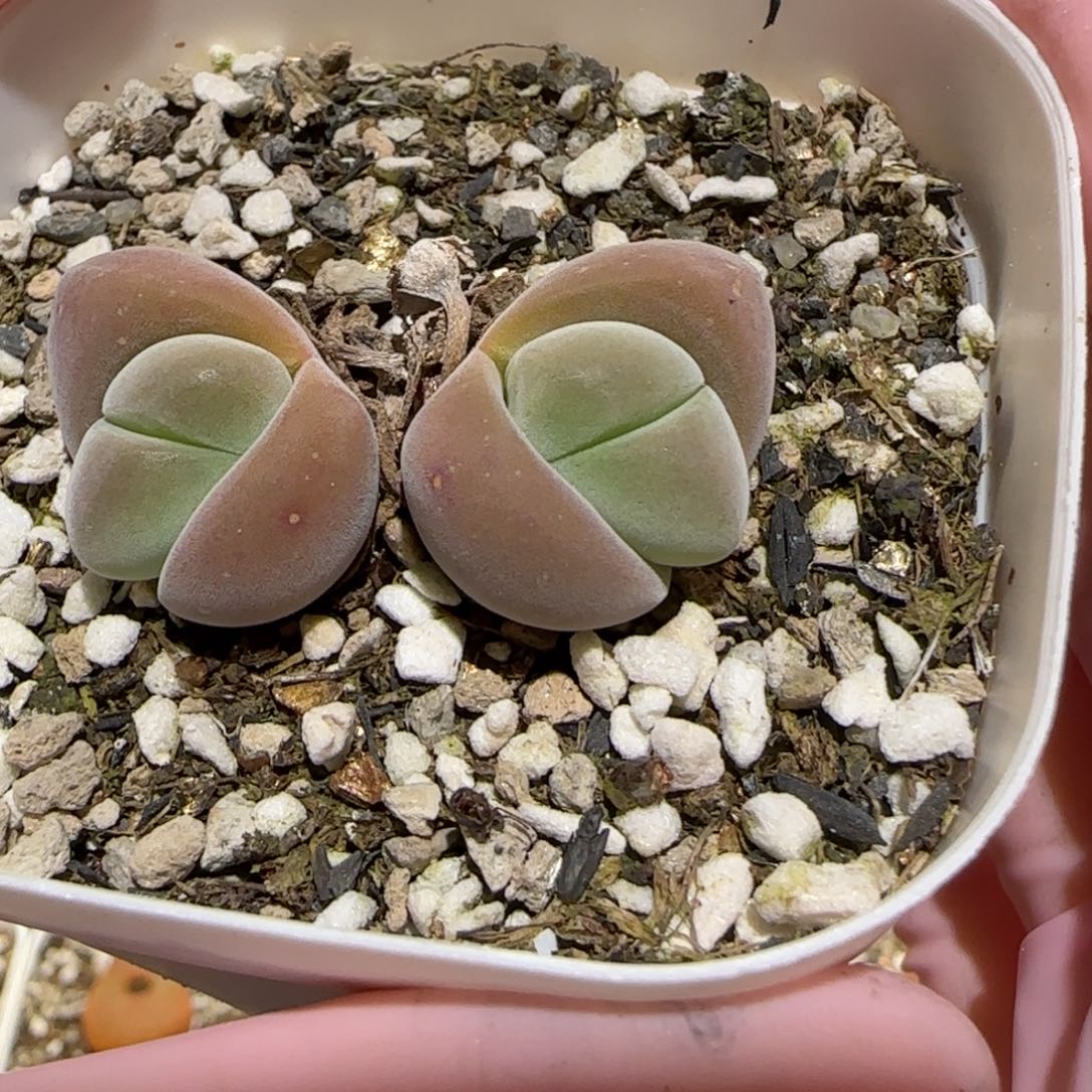 肉锥多肉植物百科-937