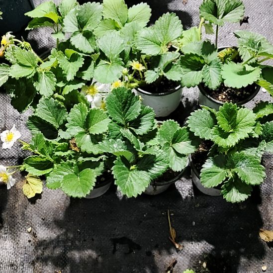 粉玉3个+梦之夫3个