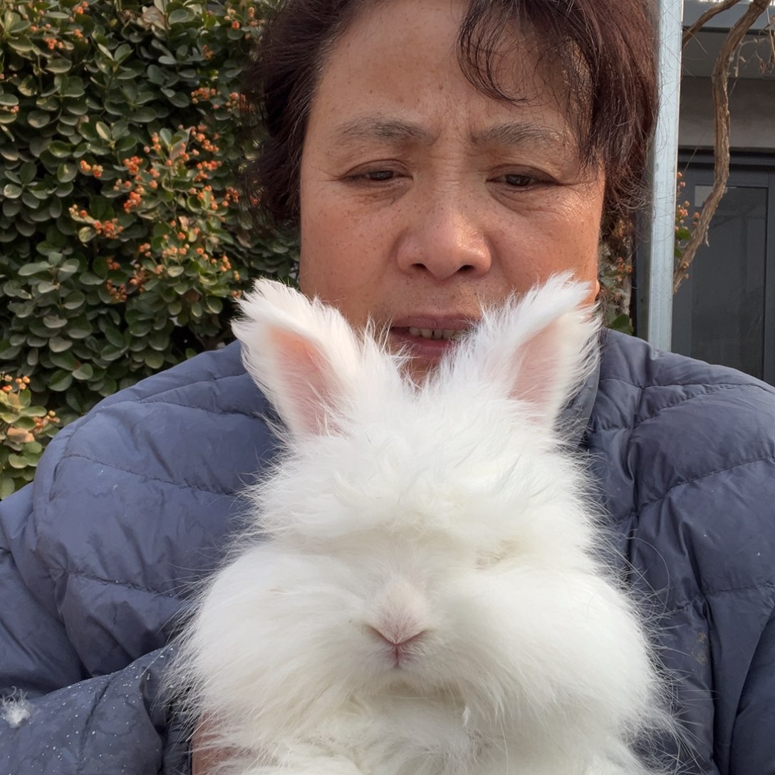 宠物兔英系安哥拉兔