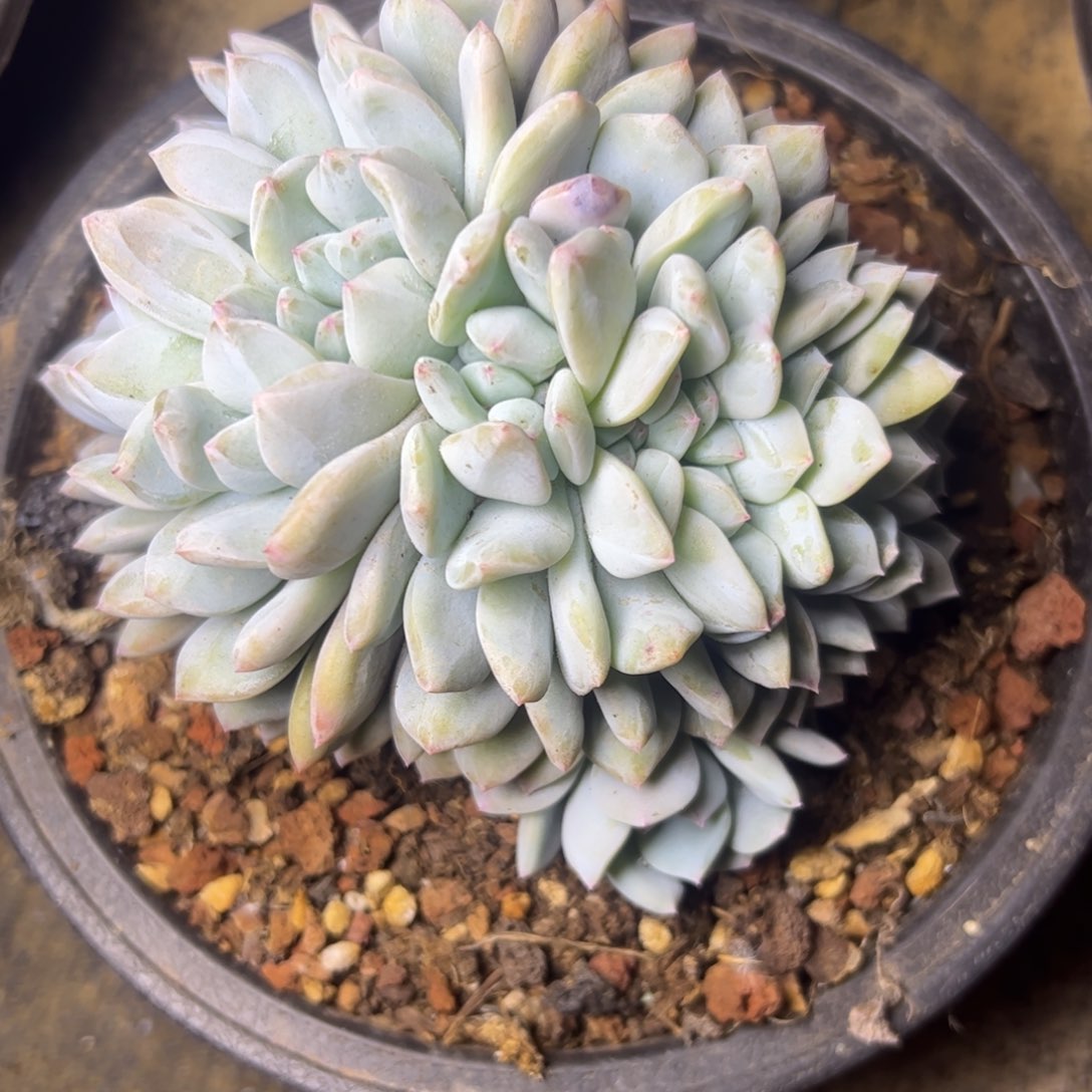 s**r橙梦露缀，一物一拍