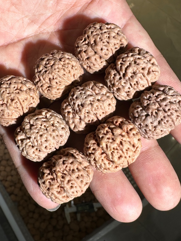 尼泊尔大金刚专拍链接