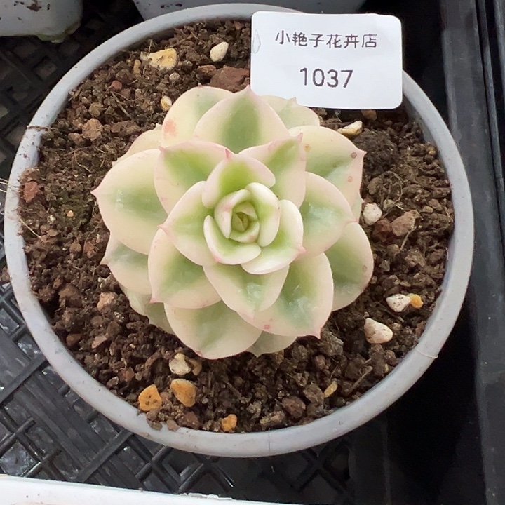 1037辣母单锦多肉一下午