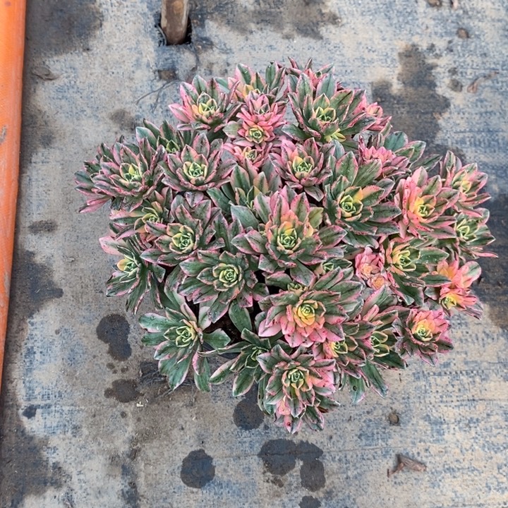甜茶29多肉植物法师法师
