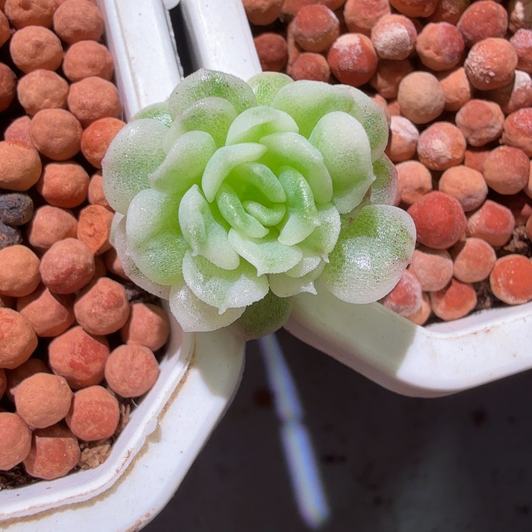 ʚ***ɞ麦秆锦，多肉植物。