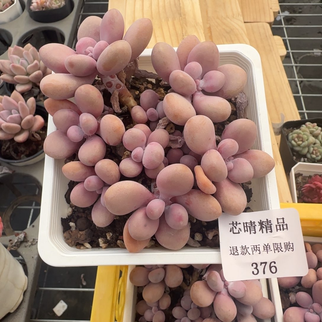 多肉很小看清楚下单拒绝非品质售后376